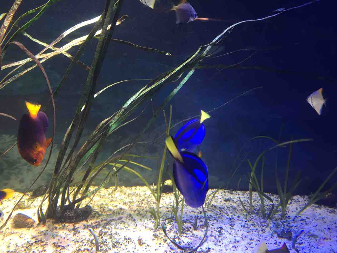 男鹿水族館とセイコーグランドホテル ワタケンブログ