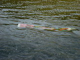 koi