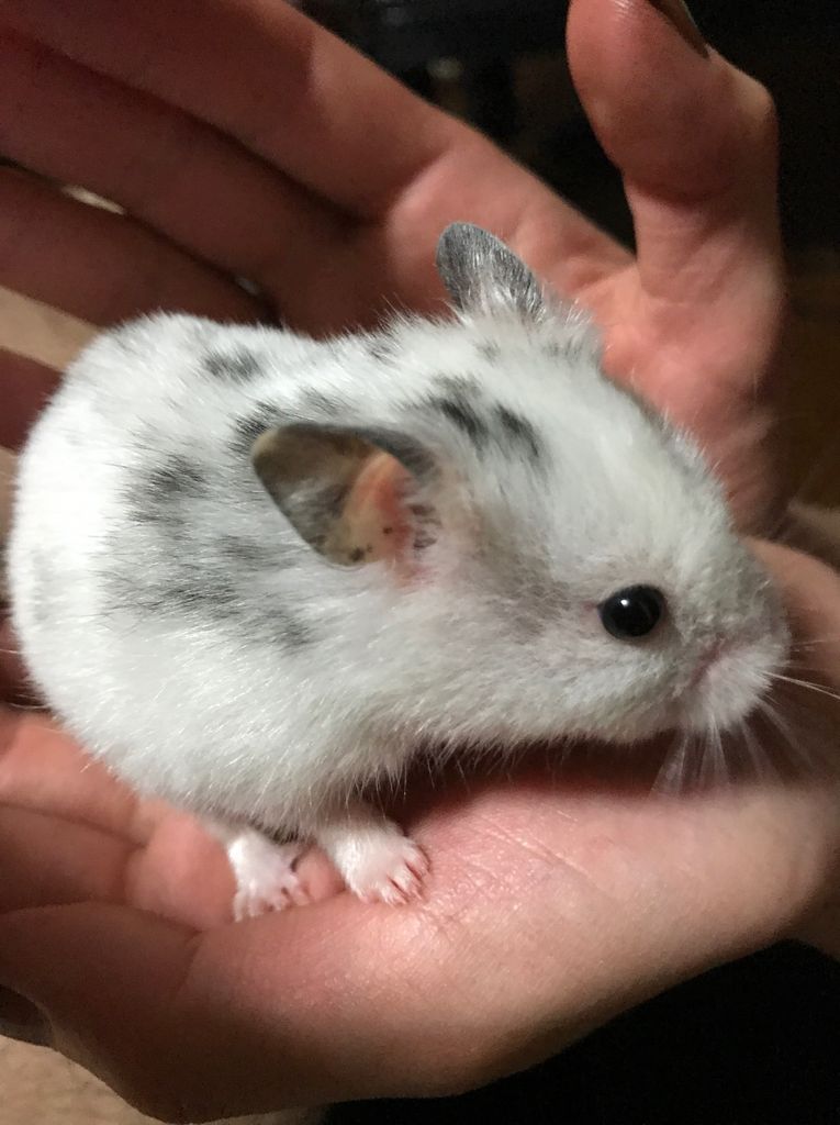 ダルメシアンハムスターのもちぞう まりねらぶろぐ ダルメシアンハムスターのもちぞう まりねらぶろぐ