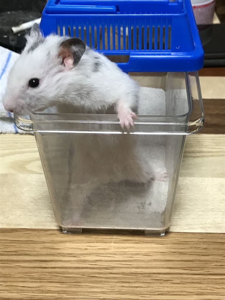ダルメシアンハムスターのもちぞう まりねらぶろぐ