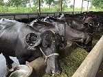 IMG_0620