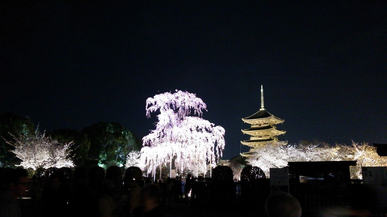 東寺の 夜桜ライトアップ 不二桜に祈りをこめて けいkids まり先生のブログ