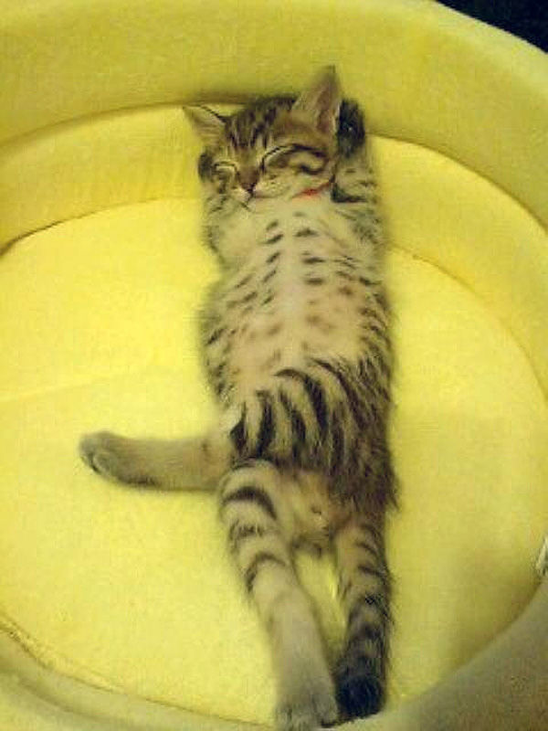 足組んで寝るにゃん ん な猫にゃ
