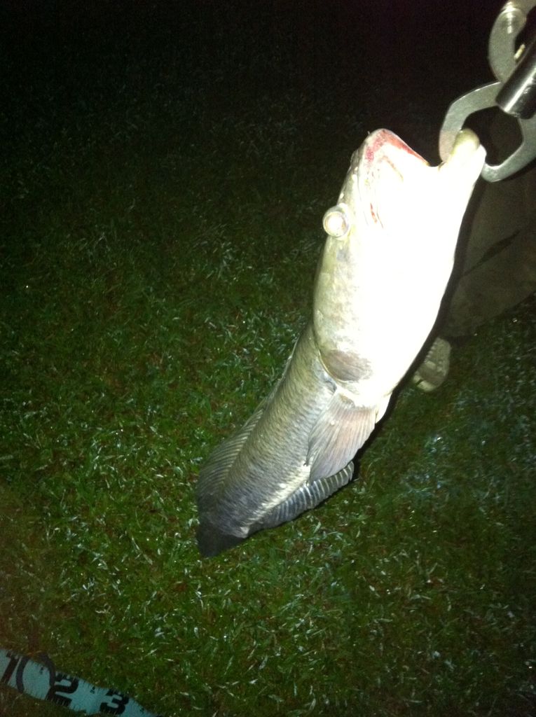 シンガポールで夜釣り Gopro シンガポール ピーコックバスフィッシング 実釣動画