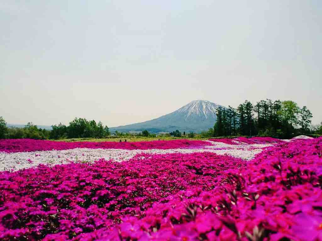 三島さんの芝桜シーズンイン 行列のできる満開の花畑 地元目線の安全第一のススメ ニセコ倶知安ブログ 羊蹄山麓カントリーロード 22 三島さんの芝桜シーズンイン 行列のできる満開の花畑 地元目線の安全第一のススメ ニセコ倶知安ブログ 羊蹄山麓カントリーロード 22