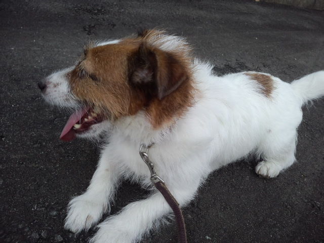 愛犬 極真会館 田畑道場 山辺 大江 中山教室 師範代 長岡淳一 四段 愛犬 極真会館 田畑道場 山辺 大江 中山教室 師範代 長岡淳一 四段