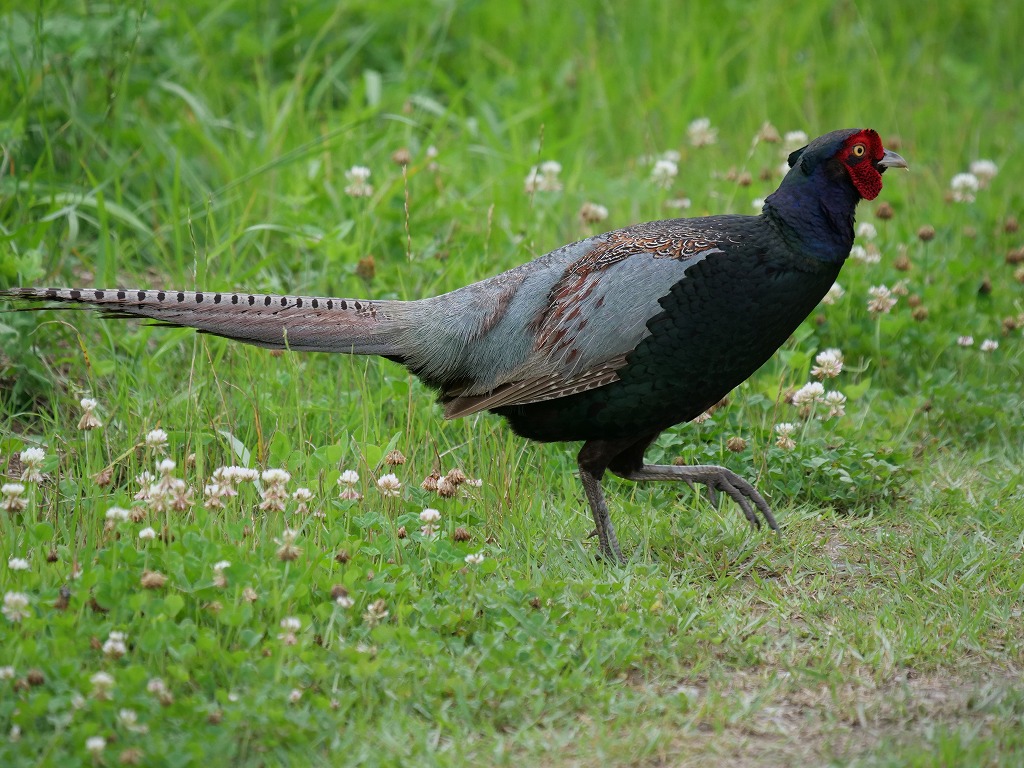キジの母衣打ち 孤 独 の野鳥日記