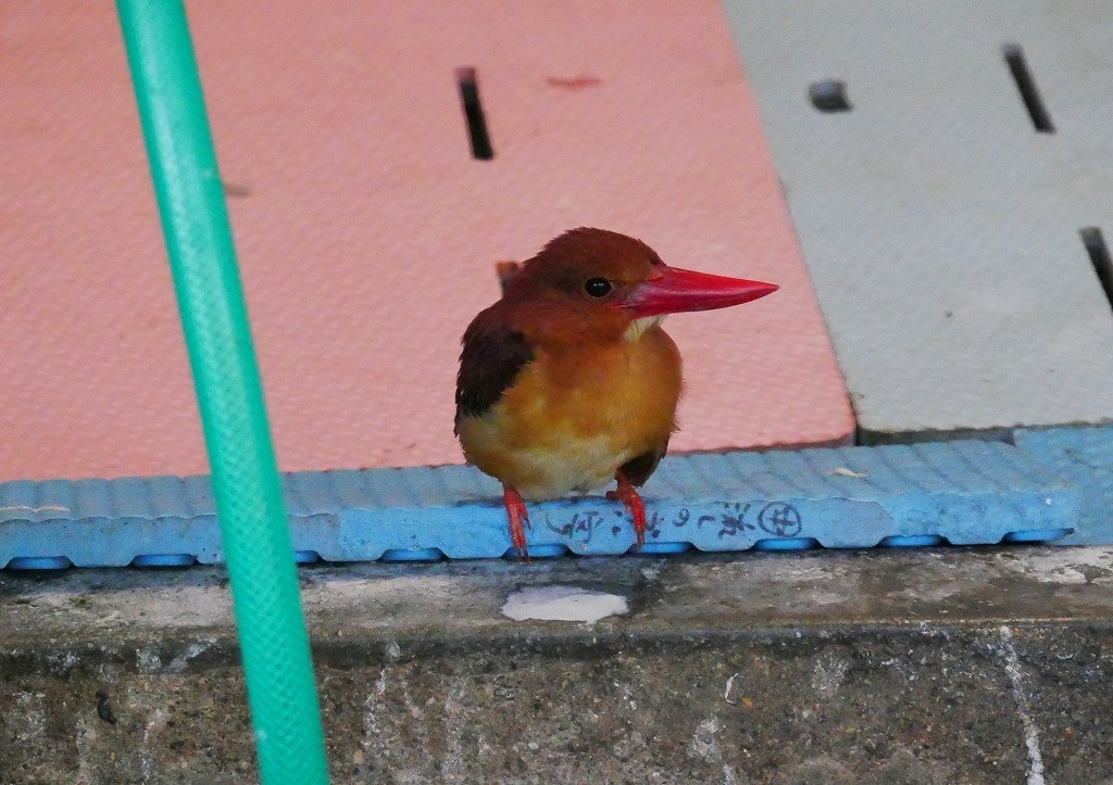 18年10月 孤 独 の野鳥日記