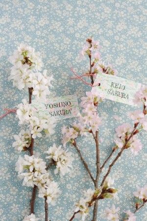 noda_0329_03 100円紙提灯を使って桜を活ける