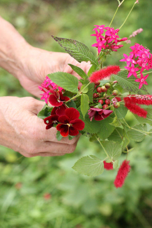 晩秋の庭 赤い花を集めてみました