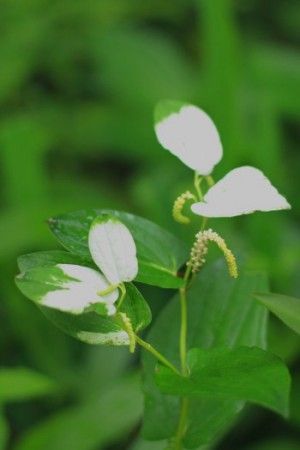 m.unno_0801_03 涼やかに活ける夏の庭花