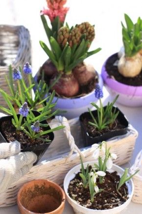 お部屋で楽しむ球根植物の寄せ植え