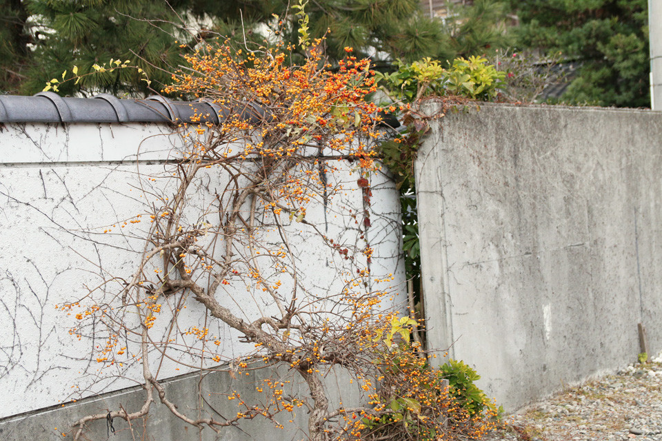 野花生活 花代0円 10分でできるお正月スワッグの作り方 窪田千紘フォトスタイリングwebマガジン Klastyling Powered By ライブドアブログ