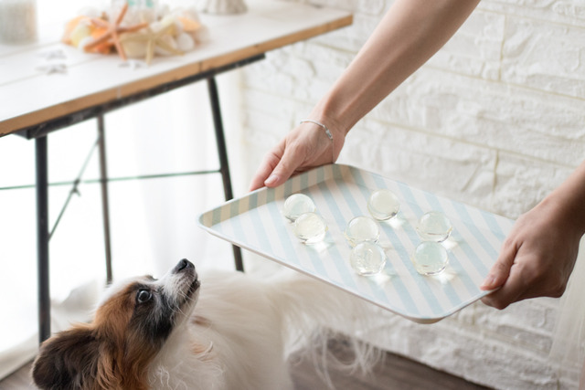 ワンコ 犬 レシピ ウォーターボール