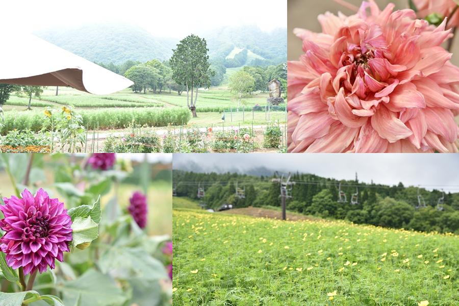 信州ぶらり花の旅 黒姫高原ダリア園 道の駅 しなの 道の駅はお花屋さん 窪田千紘フォトスタイリングwebマガジン Klastyling Powered By ライブドアブログ 信州ぶらり花の旅 黒姫高原ダリア園 道の駅 しなの 道の駅はお花屋さん 窪田千紘フォトスタイリングwebマガジン Klastyling Powered By ライブドアブログ