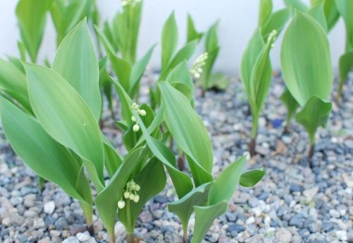 5月1日は“すずらんの日” 幸せのすずらんで花のある暮らし