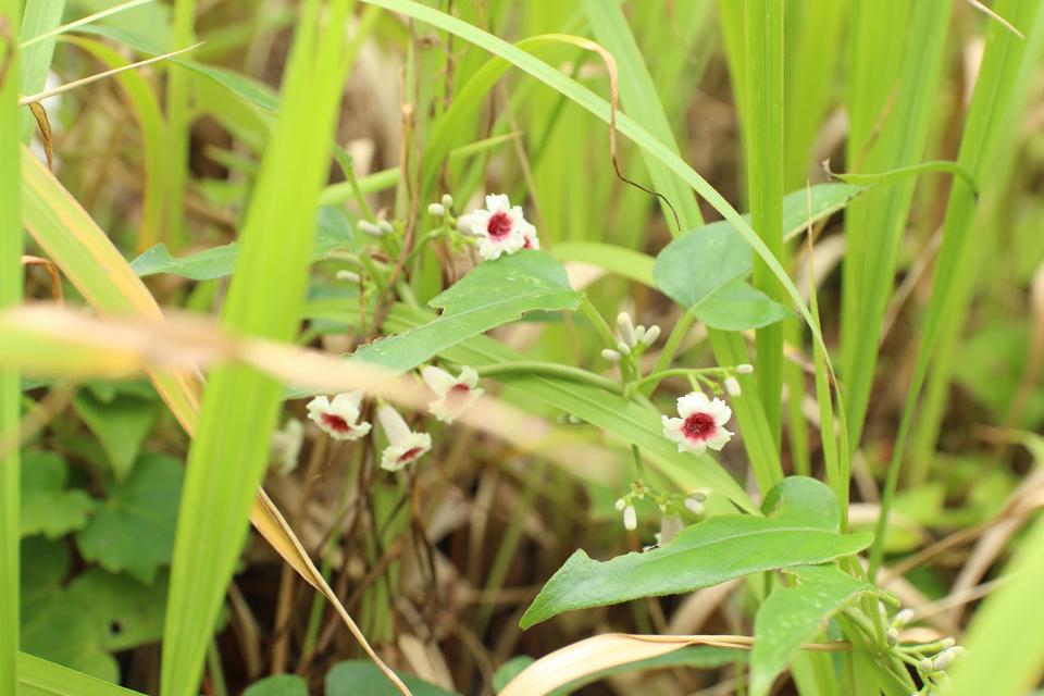 夏休みの自由研究に 夏 秋に見ることができる可愛い野花雑草 5選 窪田千紘フォトスタイリングwebマガジン Klastyling Powered By ライブドアブログ