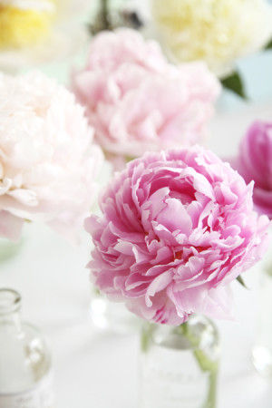 ☑WEBショップのアクセスをUPしたい ☑ブログの写真をきれいにかわいく見せたい ☑サロンにもっと人を呼びたい ☑花、料理、クラフトなどの作品をきれいにとりたい ☑ブランド・商品イメージをUPしたい ☑商品企画、マーケティング、広報を担当している ☑雑誌などの取材を受けたい