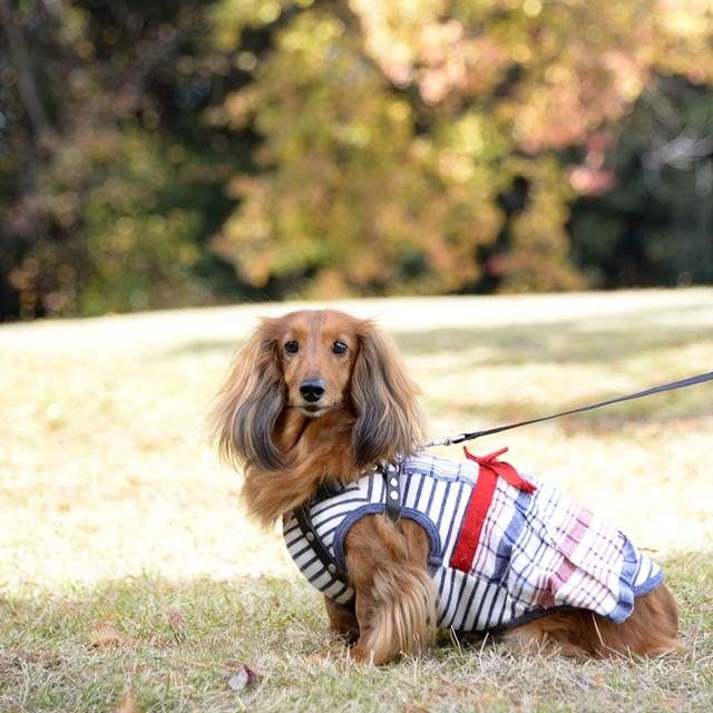 愛犬の可愛さ100倍!　キラキラと輝く瞳のワンコを撮る方法