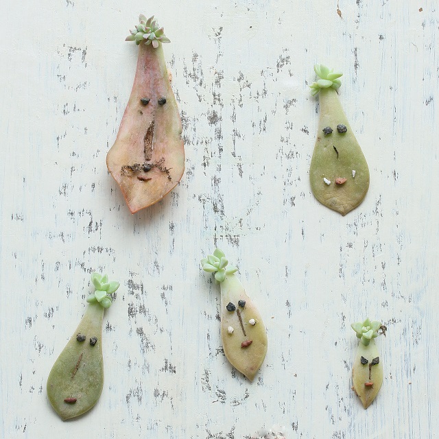 多肉植物の赤ちゃん～落ちた葉っぱを葉挿しで増やしてみませんか