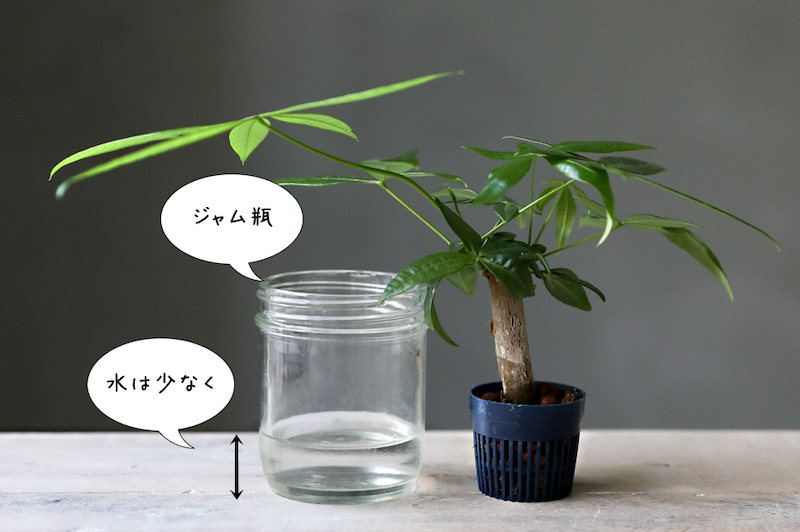 植物を枯らしまくった人 でも育てられる 水耕栽培のススメ 窪田千紘フォトスタイリングwebマガジン Klastyling Powered By ライブドアブログ