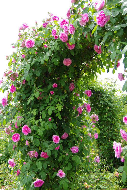ksugiyam_20140526_ 1