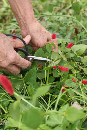 キャットテイルは、四季咲きですので、 一年を通して、ふさふさかわいい赤い花穂をつけます。