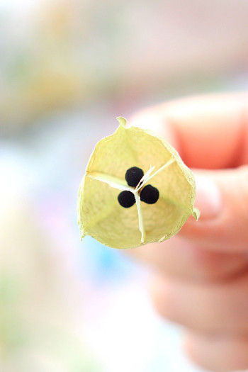 よく熟した風船の部分をカットしてみると、中は3つに区切られていて、1部屋に1個ずつの種が入っています。