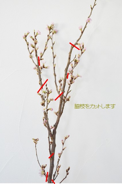 54hagiwara_20160314_001