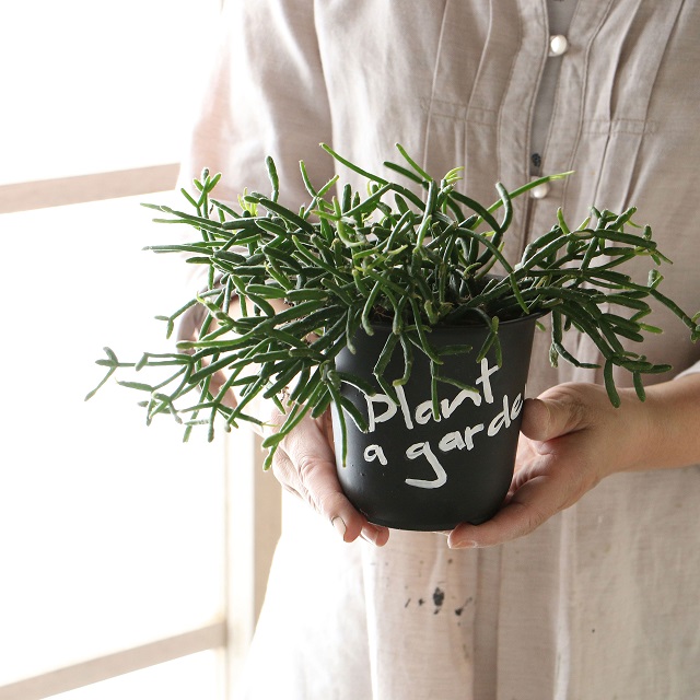 プラスチックの植木鉢でもok ゆる文字をプラスして男前インテリアの脇役に 窪田千紘フォトスタイリングwebマガジン Klastyling Powered By ライブドアブログ プラスチックの植木鉢でもok ゆる文字をプラスして男前インテリアの脇役に 窪田千紘フォトスタイリングwebマガジン Klastyling Powered By ライブドアブログ
