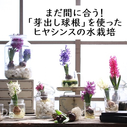 まだ間に合う！「芽出し球根」を使ったヒヤシンスの水栽培