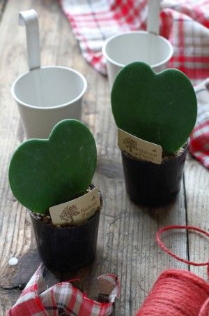 ハートの観葉植物を入れる 白いブリキも ナチュラルキッチンで見つけました。