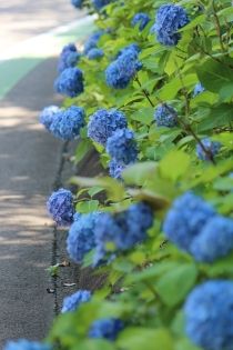 高崎観光大使おすすめ!高崎市染料植物園