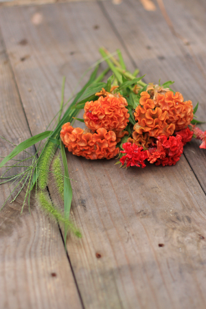 ケイトウの花を使って、 秋のアレンジを楽しんでみませんか。