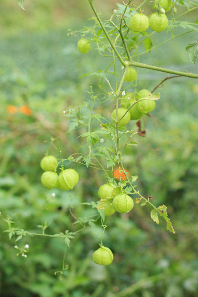 9～10月頃、つるがぐんぐん伸び、風船もいっぱいつきました。