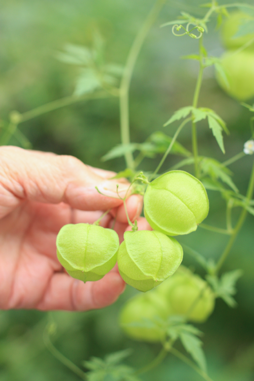 風船かずらのナチュラルドライリース
