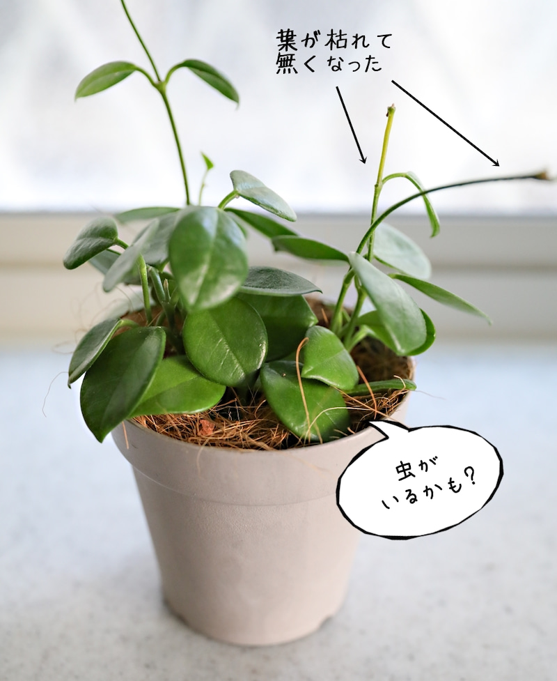 植物を枯らしまくった人 でも育てられる 水耕栽培のススメ 窪田千紘フォトスタイリングwebマガジン Klastyling Powered By ライブドアブログ