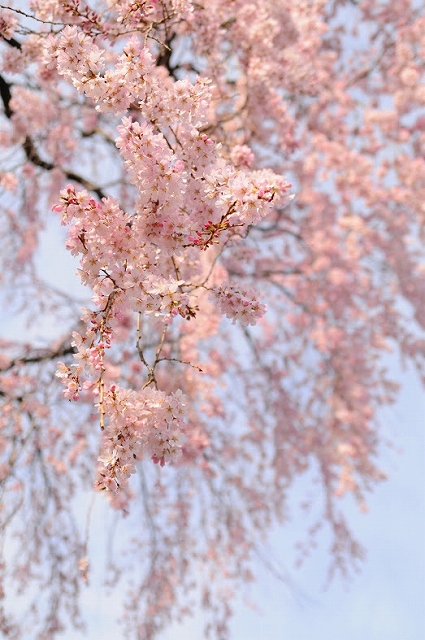 jmtaguchi_20160412_011