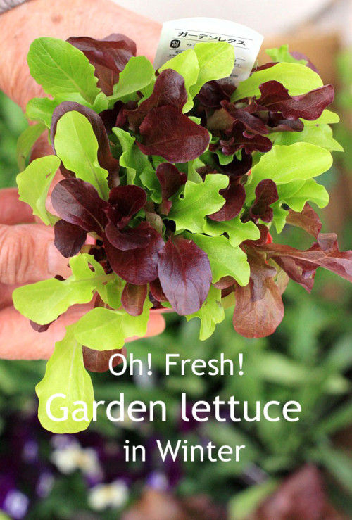 冬の家庭菜園~見た目もきれいなガーデンレタスを植えよう!