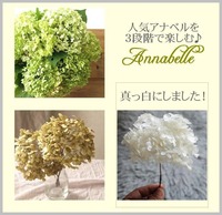 剪定したアジサイアナベルを飾ったままドライフラワーにする方法 窪田千紘フォトスタイリングwebマガジン Klastyling Powered By ライブドアブログ 剪定したアジサイアナベルを飾ったままドライフラワーにする方法 窪田千紘フォトスタイリングwebマガジン Klastyling Powered By ライブドアブログ