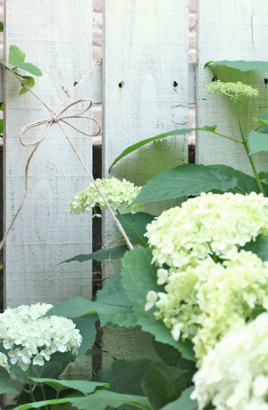 紫陽花アナベルの育て方とドライの仕方