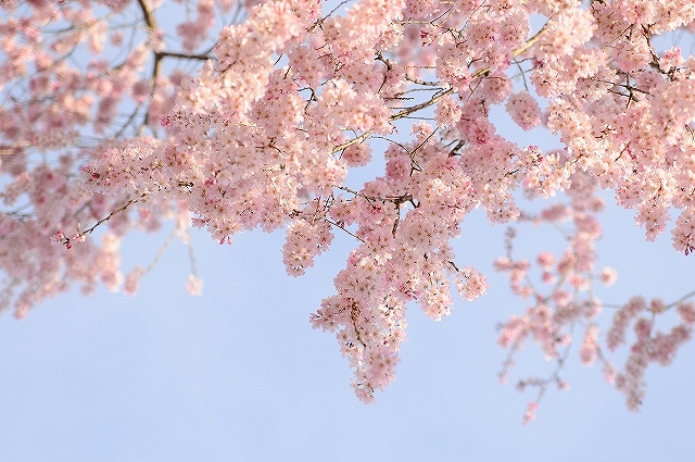 jmtaguchi_20160412_010