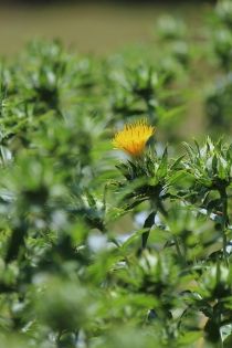 高崎観光大使おすすめ!高崎市染料植物園