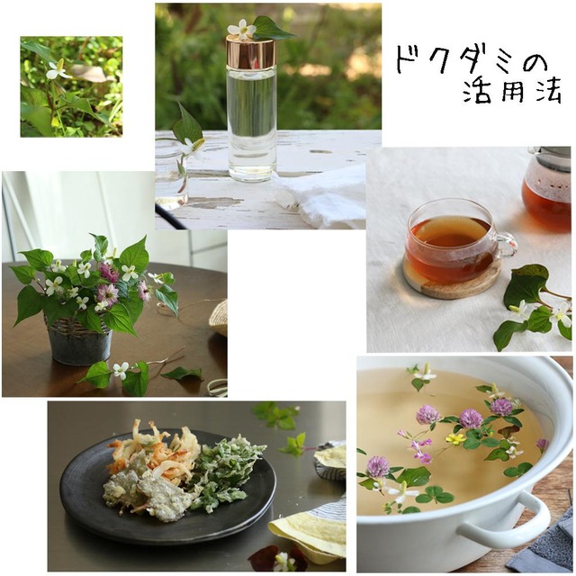 ドクダミ 活用法 野花 雑草 草花