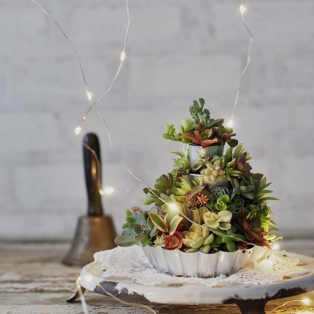 100均のお菓子の型で作る 多肉植物の小さなクリスマスケーキ 窪田千紘フォトスタイリングwebマガジン Klastyling Powered By ライブドアブログ