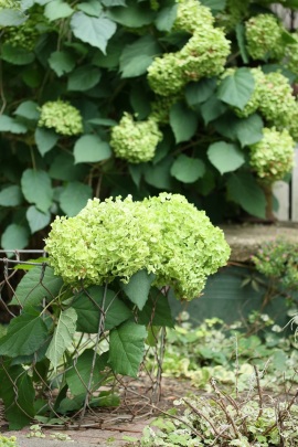 紫陽花アナベルの育て方とドライの仕方