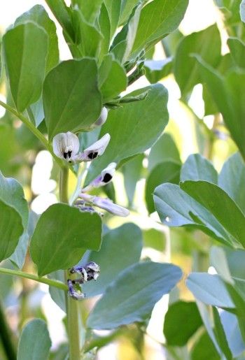 ４月中旬ごろに花が咲き始めました。 花は意外と渋い(!?)ですね。 やはりマメ科なのでスイートピーと似ています。