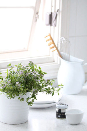 鉢植えのハーブを買い求め、 キッチンやテラスに鉢のまま置いておくと、 料理のたびにすぐ使えるので便利です。