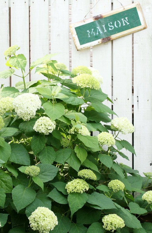 地 植え 時期 紫陽花