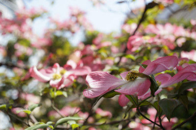 hirahara_1366505073000_DSC00298